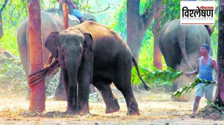 kerala man animal conflict