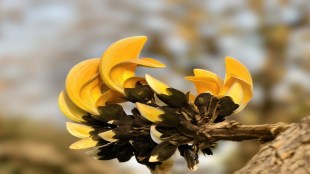Butea monosperma flower