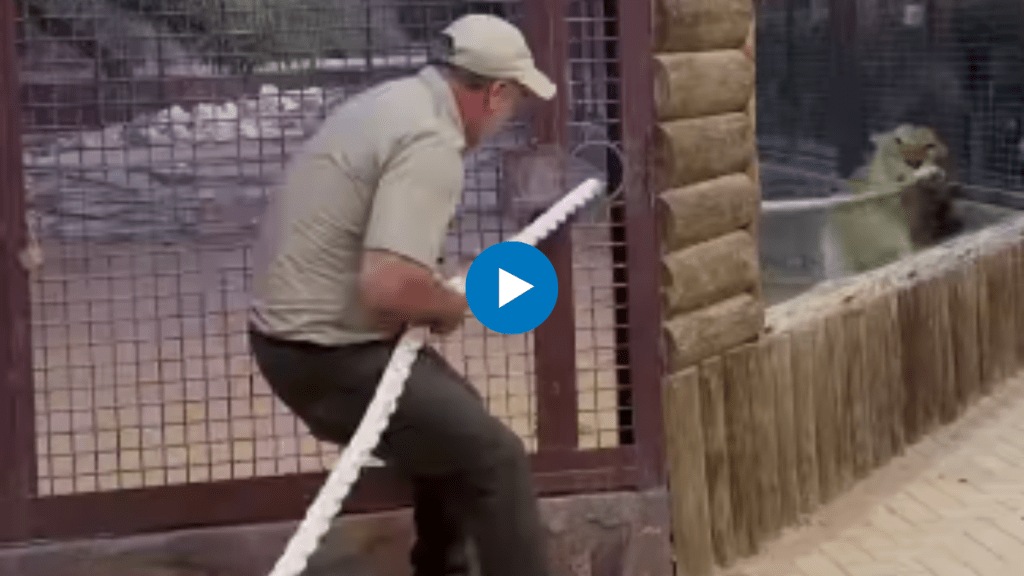 Zookeeper takes on lion in epic tug of war Zookeeper takes on lion in epic tug of war