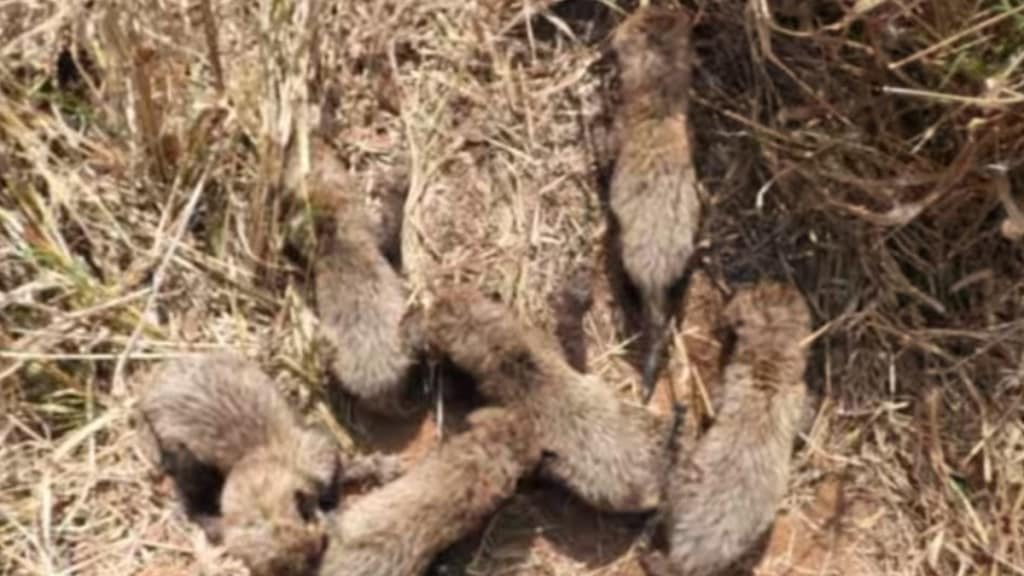 african cheetah gamini gave birth to six cubs in kuno park
