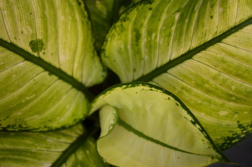 leafy-greens-for-your-home