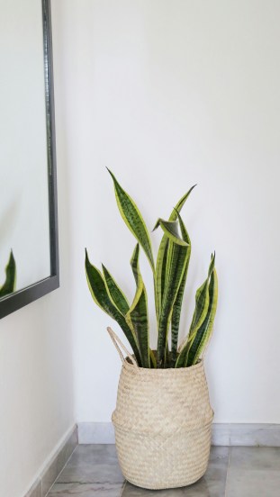 leafy-greens-for-your-home