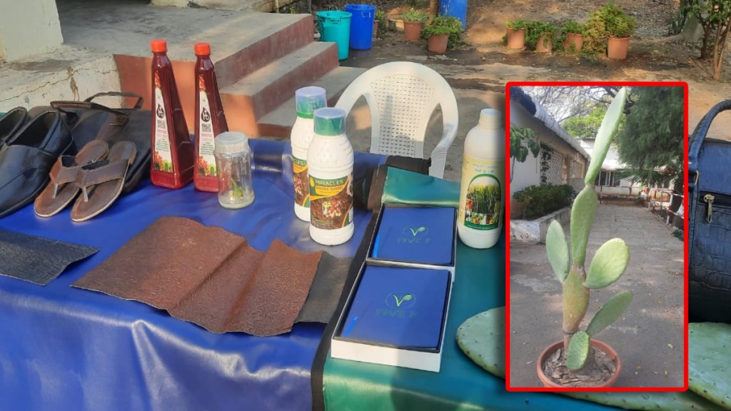 A project in Pune to produce juice animal feed natural leather from cactus Pune news