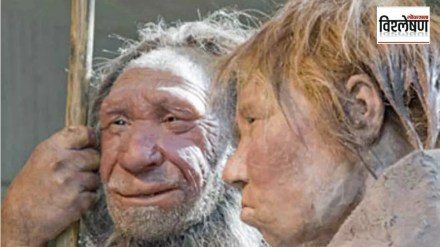 neanderthal hunters marathi news neanderthal hunters marathi news