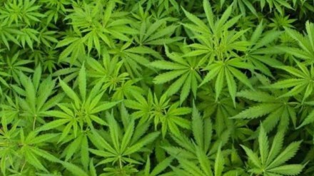 pune afu ganja farm marathi news, afu ganja farm at kirkatwadi pune