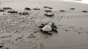 olive ridley sea turtle marathi news, olive ridley sea turtle harihareshwar beach marathi news, olive ridley sea turtle konkan marathi news