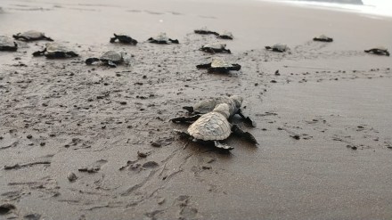 olive ridley sea turtle marathi news, olive ridley sea turtle harihareshwar beach marathi news, olive ridley sea turtle konkan marathi news