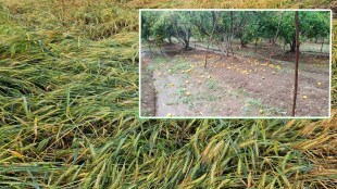 yavatmal unseasonal rain marathi news