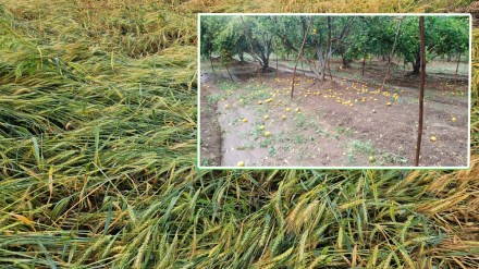 yavatmal unseasonal rain marathi news