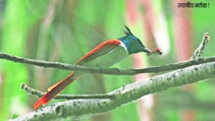 Loksatta Chaturang The world of birds wandering in the wilderness Interesting