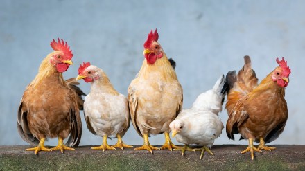 Bird flu nagpur