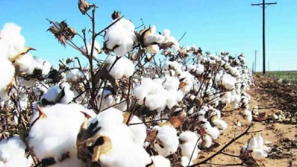 amravati, Cotton, Prices Surge, Vidarbha Markets, farmers, end of the season, amravati, Cotton, Prices Surge, Vidarbha Markets, farmers, end of the season,