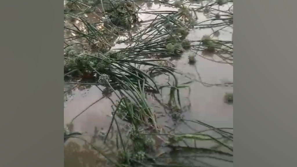 Washim, Unseasonal Rain, Damage to Onion Crops, mangrulpir taluka, Hits,