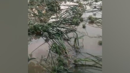Washim, Unseasonal Rain, Damage to Onion Crops, mangrulpir taluka, Hits,