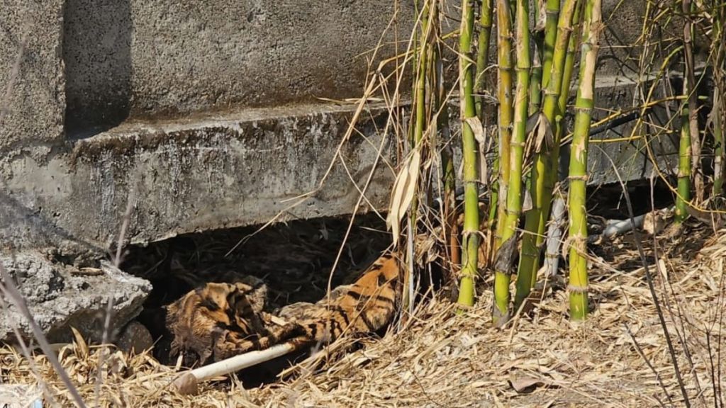 Dead body of tiger in suspicious condition near international cricket stadium