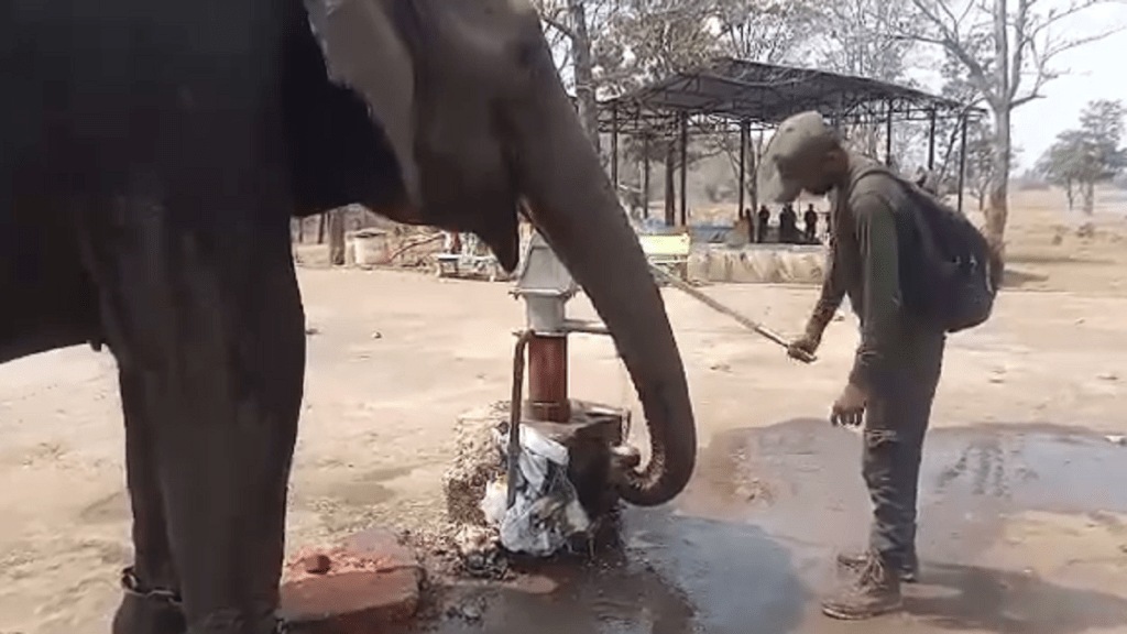 elephant drinking water gadchiroli district elephant drinking water gadchiroli district