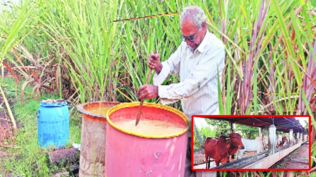 Loksatta lokshivar Successful experiment of organic farming by farmers for increased production in agriculture