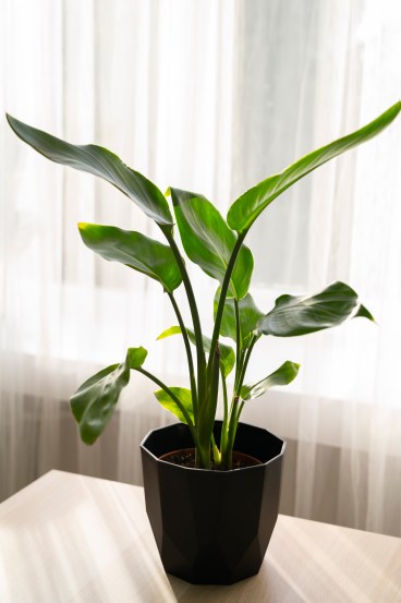 leafy-greens-for-your-home