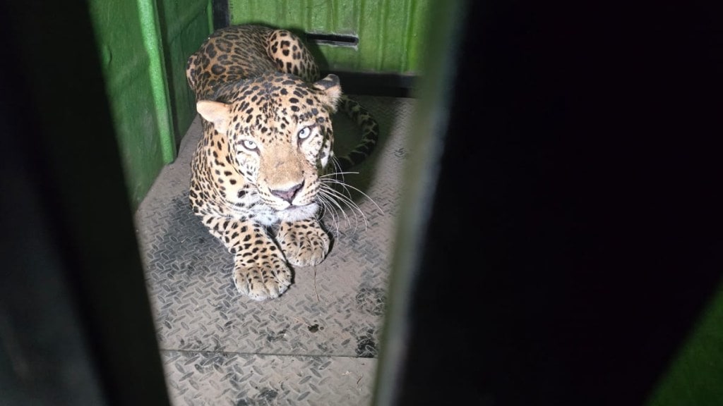The leopard that escaped from the Rajiv Gandhi Zoo in Katraj was finally arrested The leopard that escaped from the Rajiv Gandhi Zoo in Katraj was finally arrested