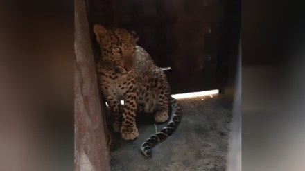 A leopard was caught in a cage near the old station wadi at Deolali camp A leopard was caught in a cage near the old station wadi at Deolali camp