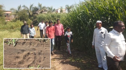 Fear grip residents as Leopard spotted in nashik