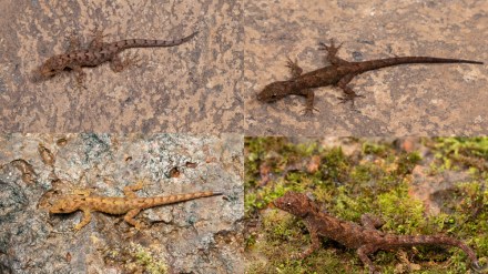 Discovery of four new species of lizard from Kolhapur and Sangli districts Nagpur Discovery of four new species of lizard from Kolhapur and Sangli districts Nagpur