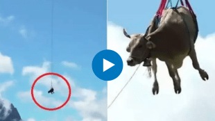 Cow Airlifted by Helicopter in Switzerland