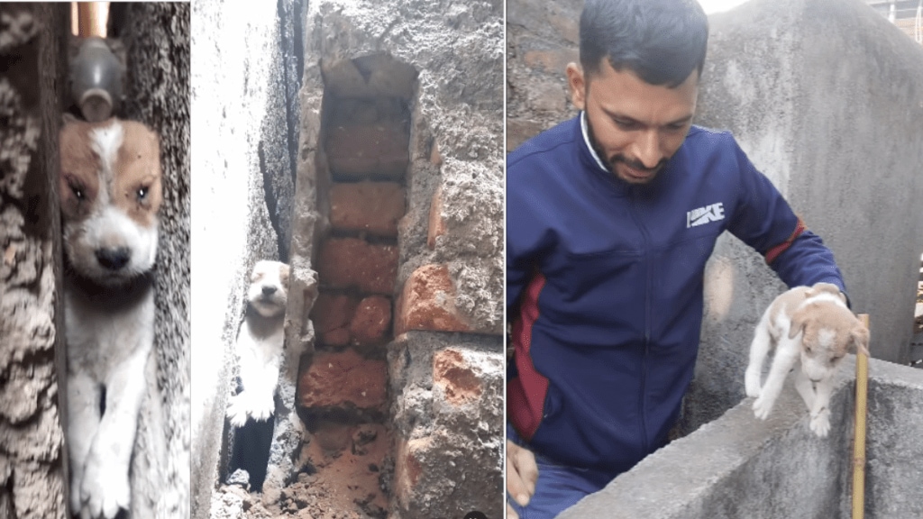 puppy rescue