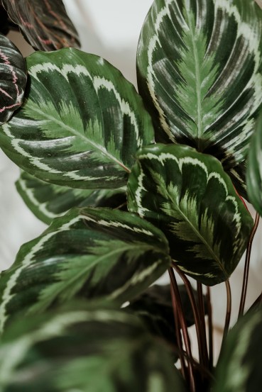 leafy-greens-for-your-home