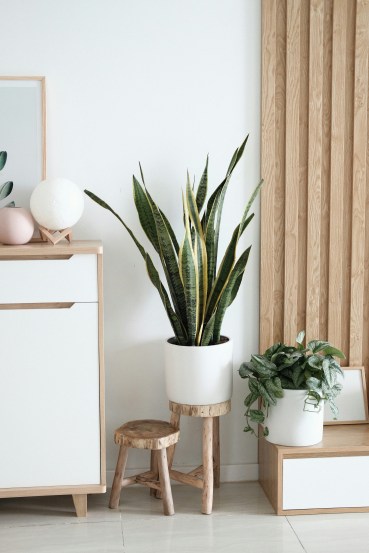 leafy-greens-for-your-home
