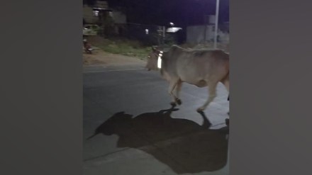 wardha, stop accidents, rto, reflective belts, stray animals, installed,