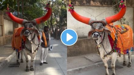 A decorated nandi bail video goes viral on social media