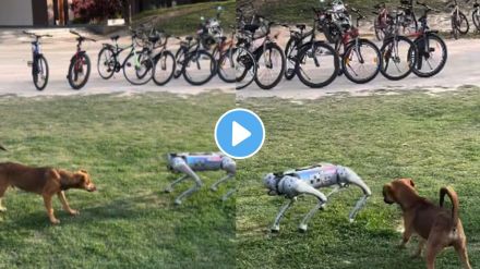 when real dog face robo dog watch Funny incident