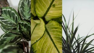 leafy-greens-for-your-home