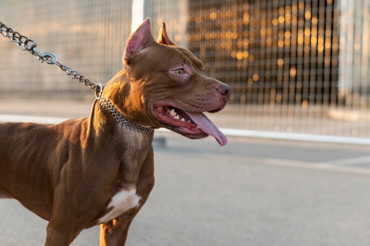 centre government proposes ban on 23 dangerous dog breeds in India including pitbull bulldog German Shepherd Check full list