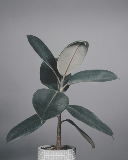 leafy-greens-for-your-home