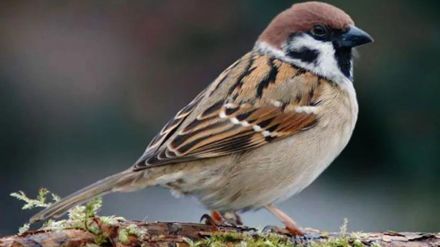 survey has revealed that 15 percent of the houses in the city do not even have a sight of sparrows survey has revealed that 15 percent of the houses in the city do not even have a sight of sparrows