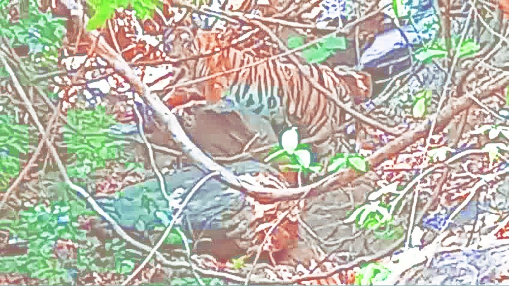 22 stripes tigers spotted found in radhanagari wildlife