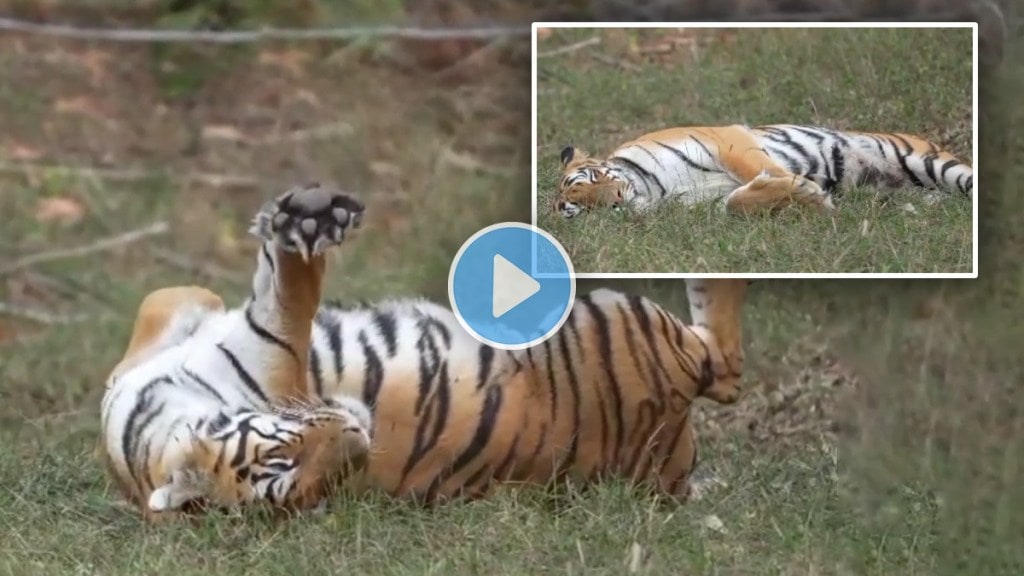Tadoba Andhari, Tigeress K Mark, viral video, Zari Peth, Keslaghat, social media, tourist,