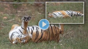 Tadoba Andhari, Tigeress K Mark, viral video, Zari Peth, Keslaghat, social media, tourist,