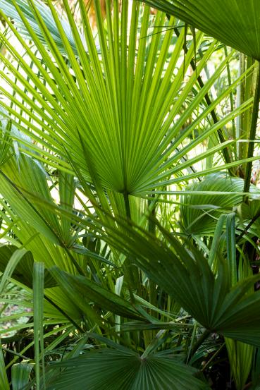 leafy-greens-for-your-home