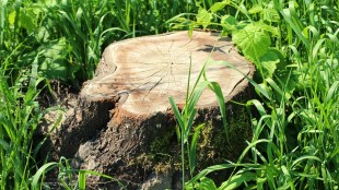 Trees cut Pune-Nashik highway