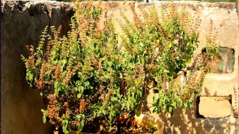 Marathi Gardening Tips For Tulsi Plant Add These Thing in Soil in Just Two Rupees New Plants Will Grow Tulasi Basil Leave Hacks