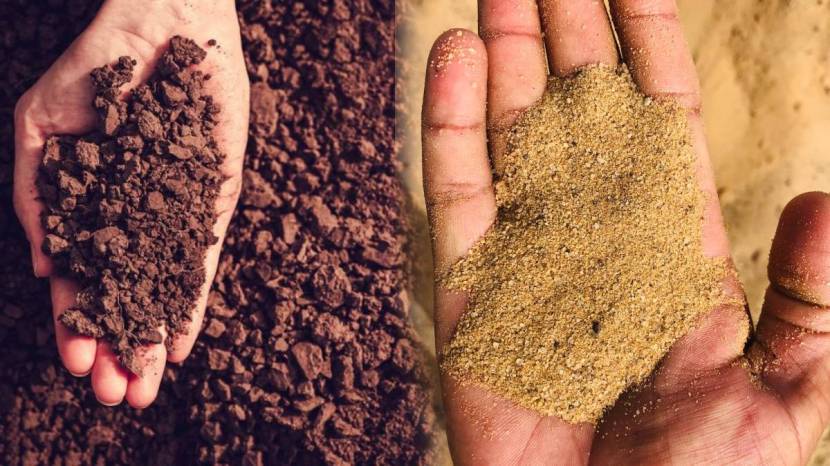 Marathi Gardening Tips For Tulsi Plant Add These Thing in Soil in Just Two Rupees New Plants Will Grow Tulasi Basil Leave Hacks