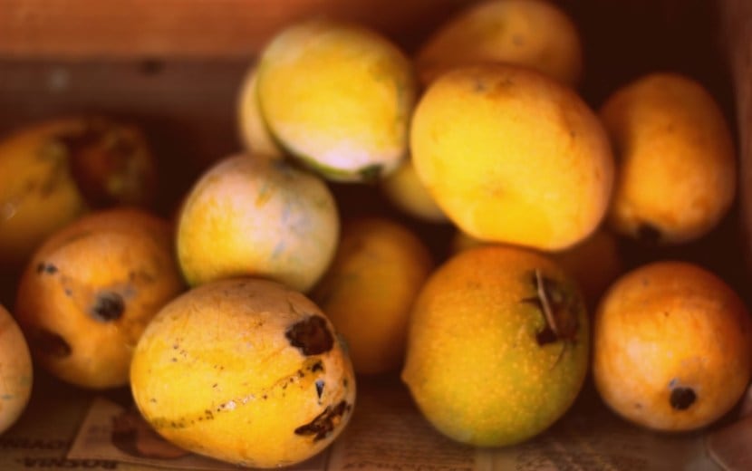 how to identify sweet mango without cutting 5 tricks to identify ripe and sweet mango 