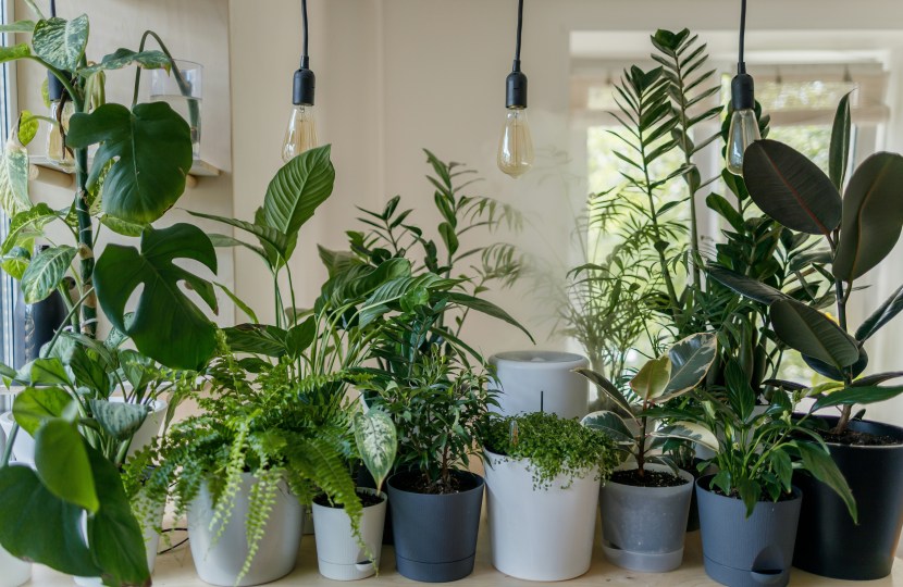 leafy-greens-for-your-home