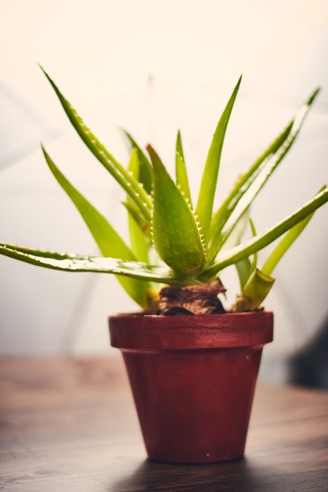 leafy-greens-for-your-home