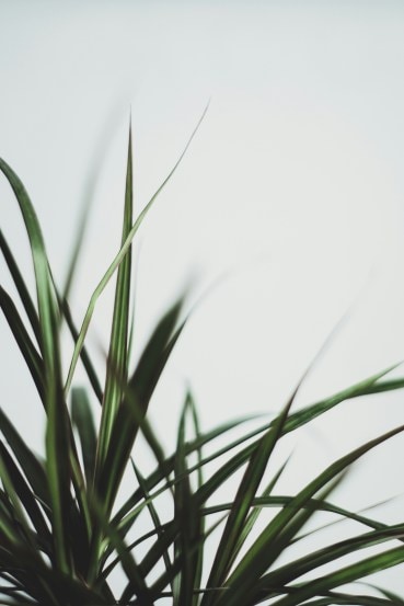 leafy-greens-for-your-home