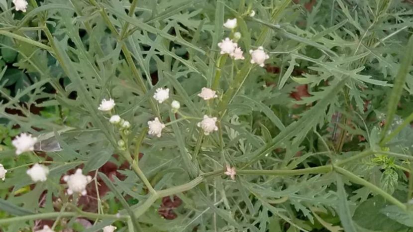  Why this grass called congress
