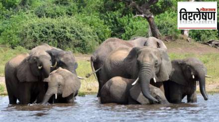 Botswana threatening Germany to send elephants Botswana threatening Germany to send elephants